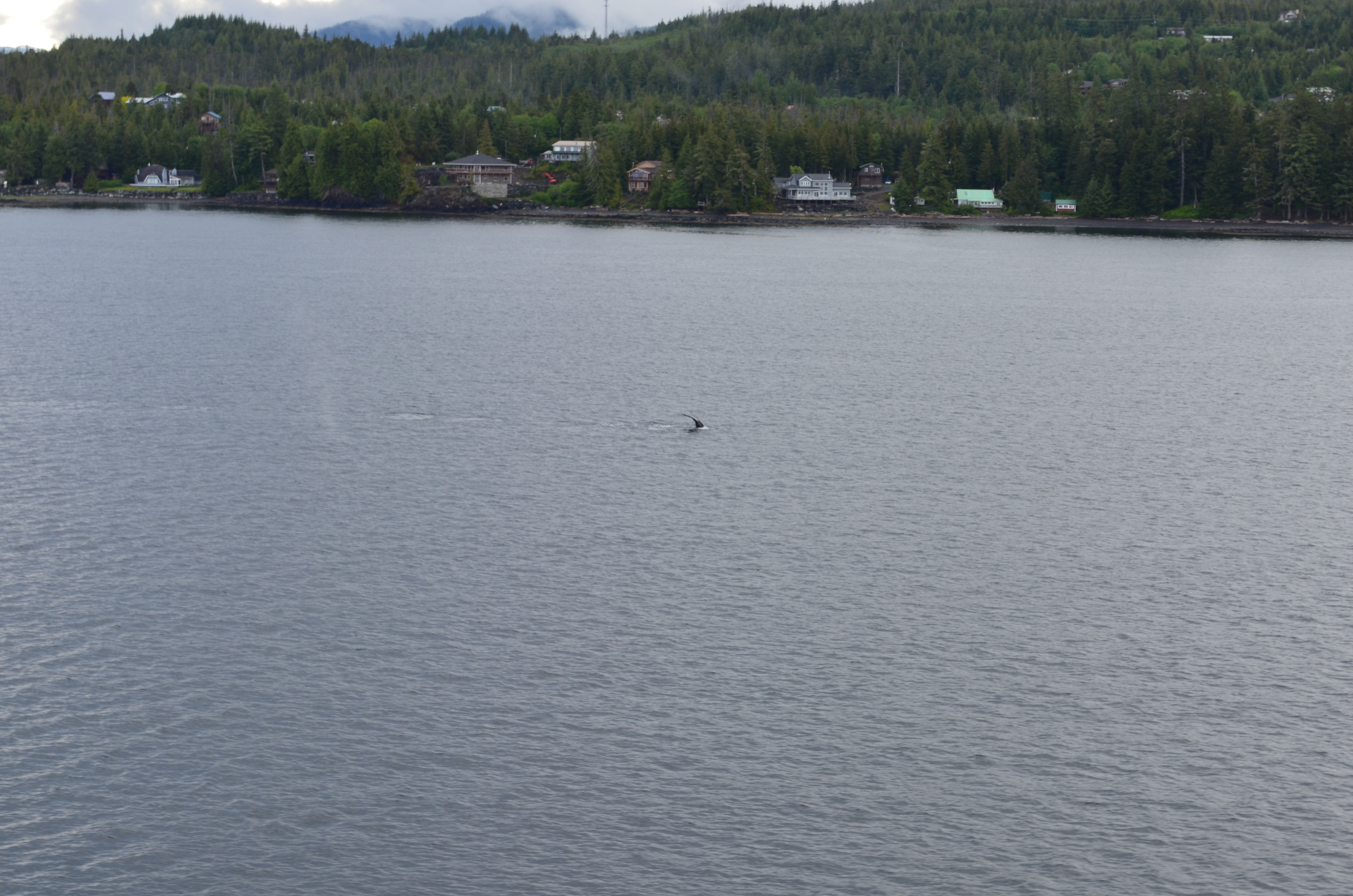 ./2017/08 - Alaska Cruise/11 - Ketchikan/DSC_0390.JPG